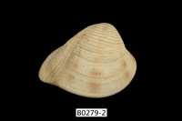 藏品(臺灣歪簾蛤)的圖片